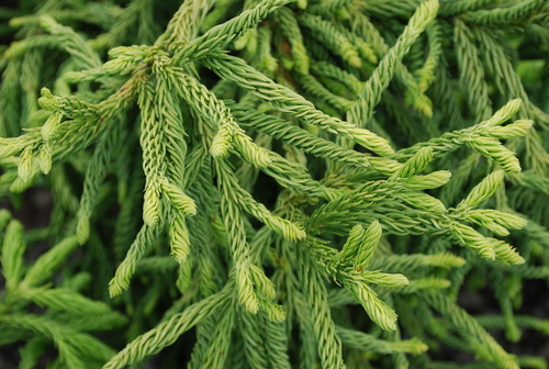 Cryptomeria japonica - Little Diamond